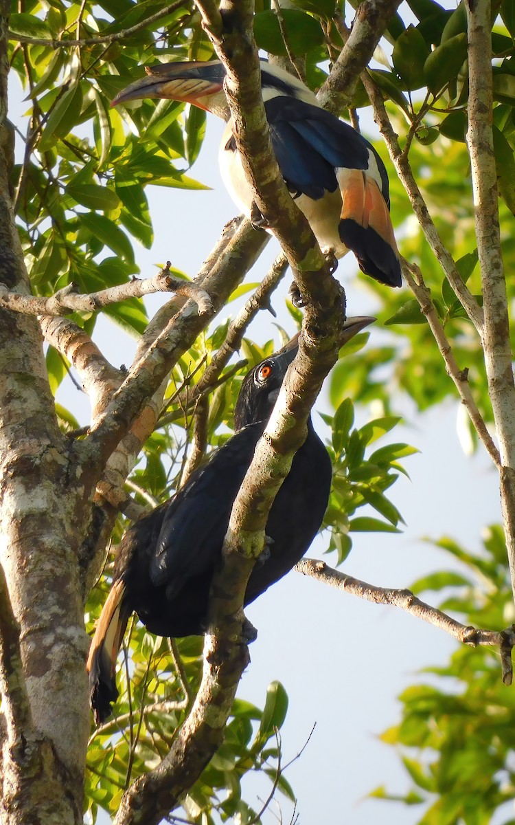 zoborožec samarský - ML644695931