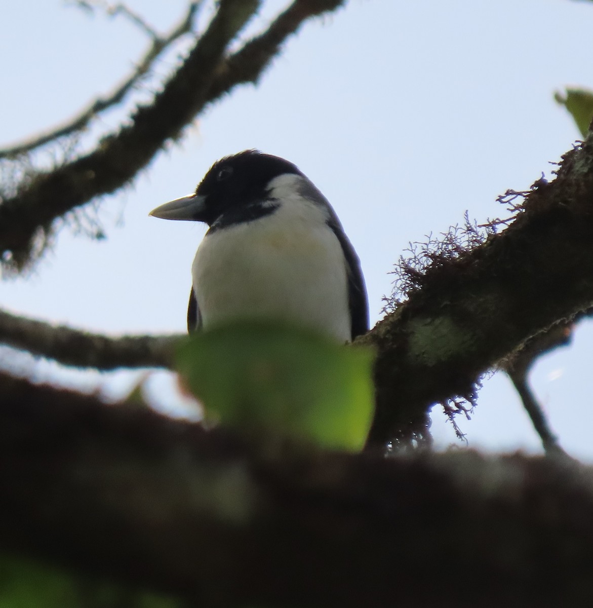 Ванга-вузькодзьоб східна - ML644695932