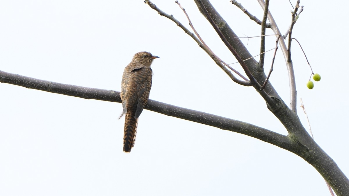 ヒメカッコウ - ML644695939