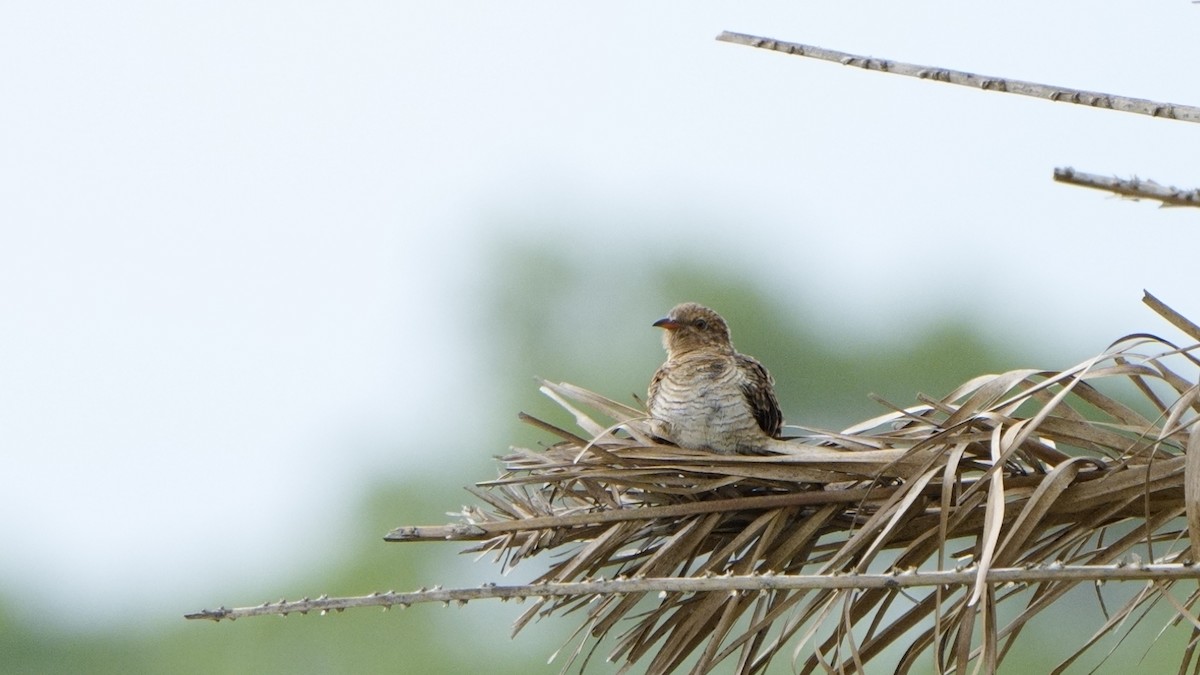 ヒメカッコウ - ML644695940