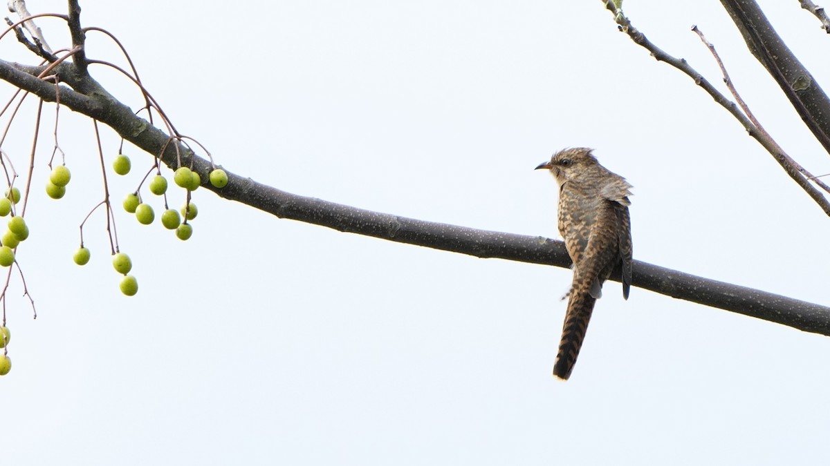 ヒメカッコウ - ML644695941