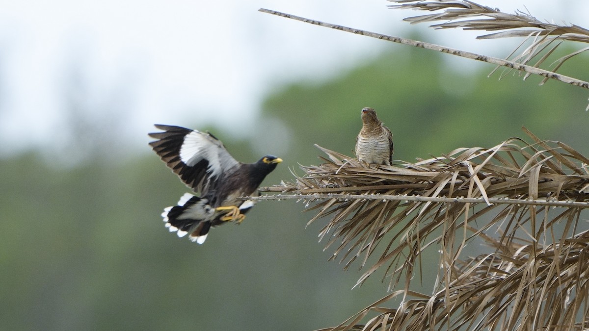 ヒメカッコウ - ML644695942