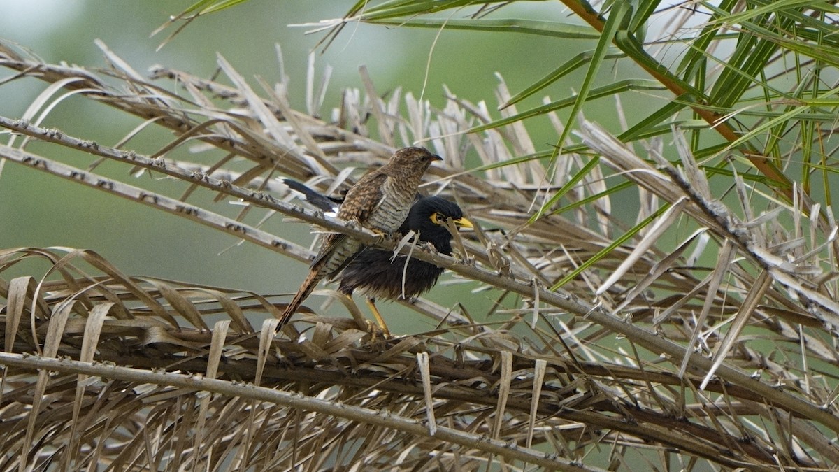 ヒメカッコウ - ML644695943