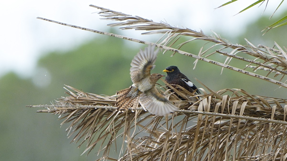 ヒメカッコウ - ML644695944