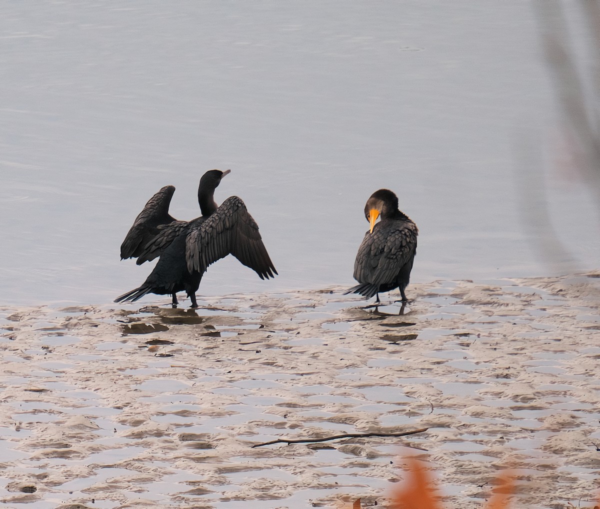 Cormoran à aigrettes - ML644695945