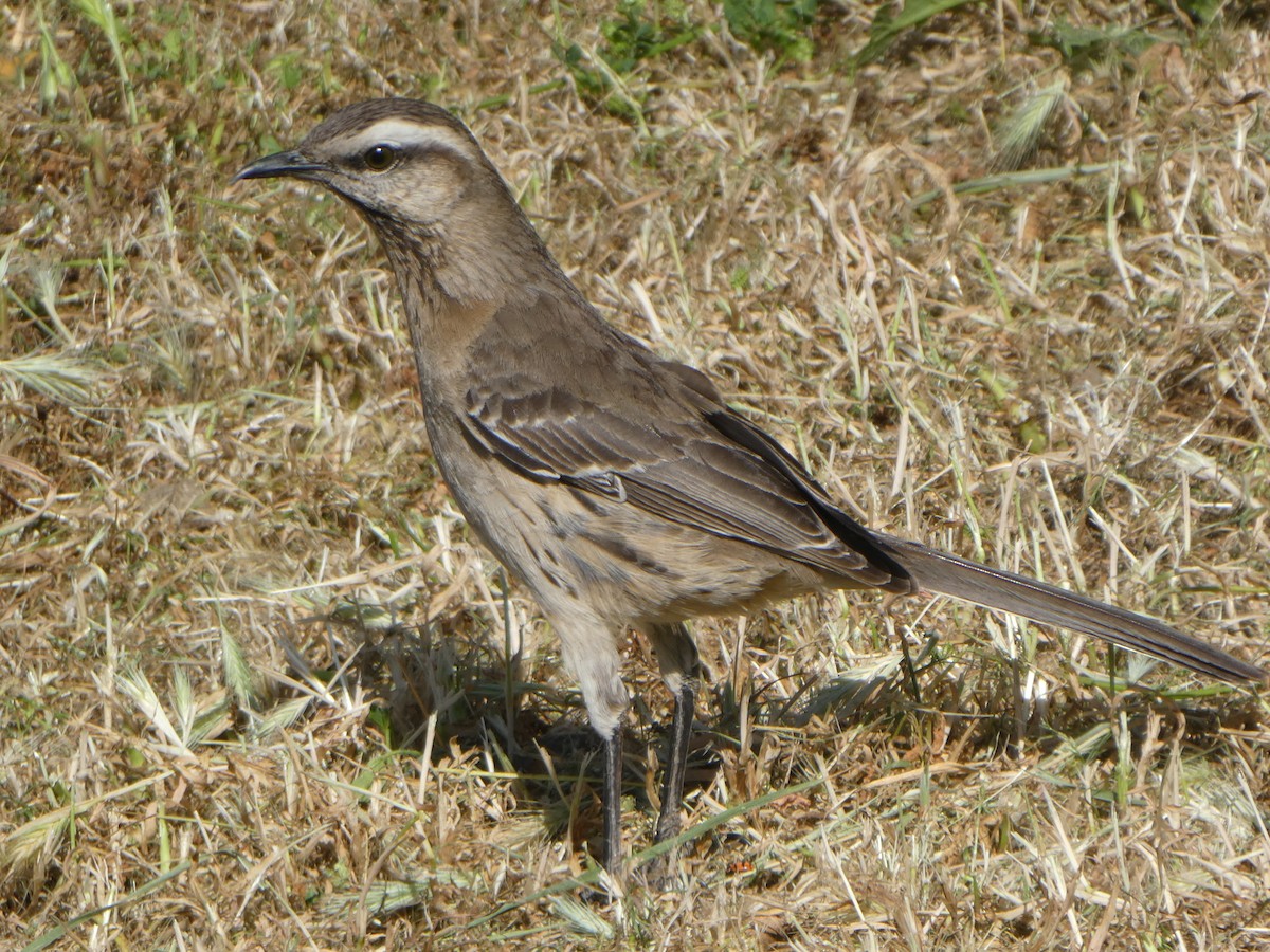 Chilean Mockingbird - ML644695948