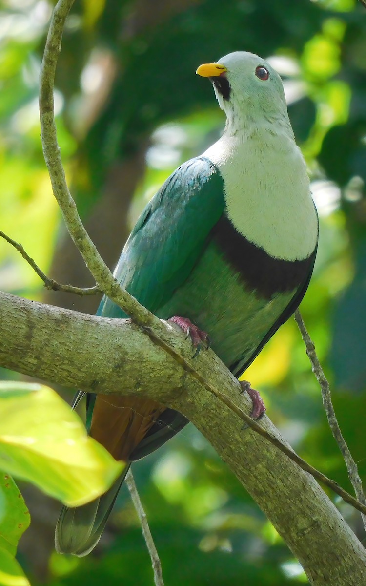 holub černobradý - ML644695949