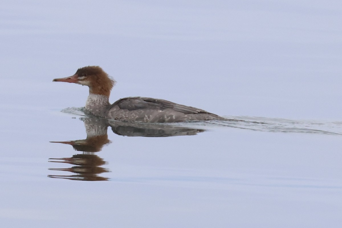 Common Merganser - ML644695962