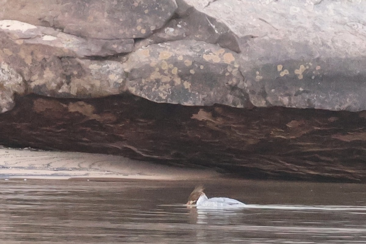 Common Merganser - ML644695963