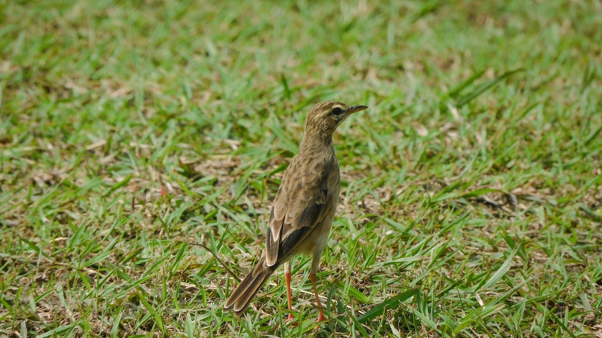 linduška rýžová - ML644695968