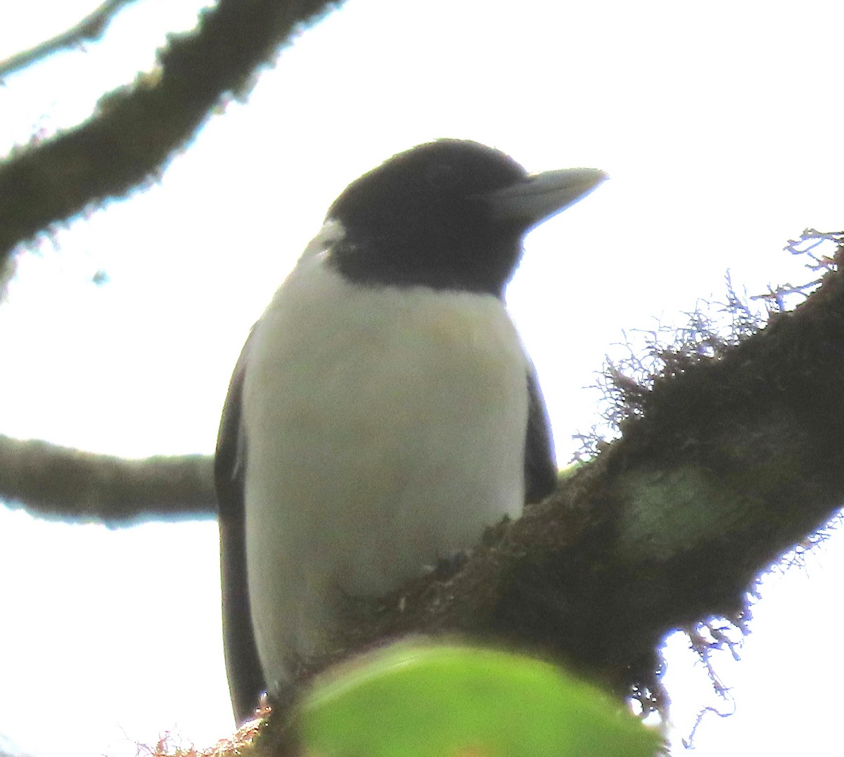 Ванга-вузькодзьоб східна - ML644695972