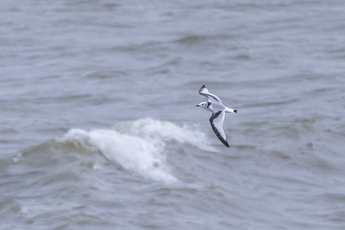 krykkje - ML644695974