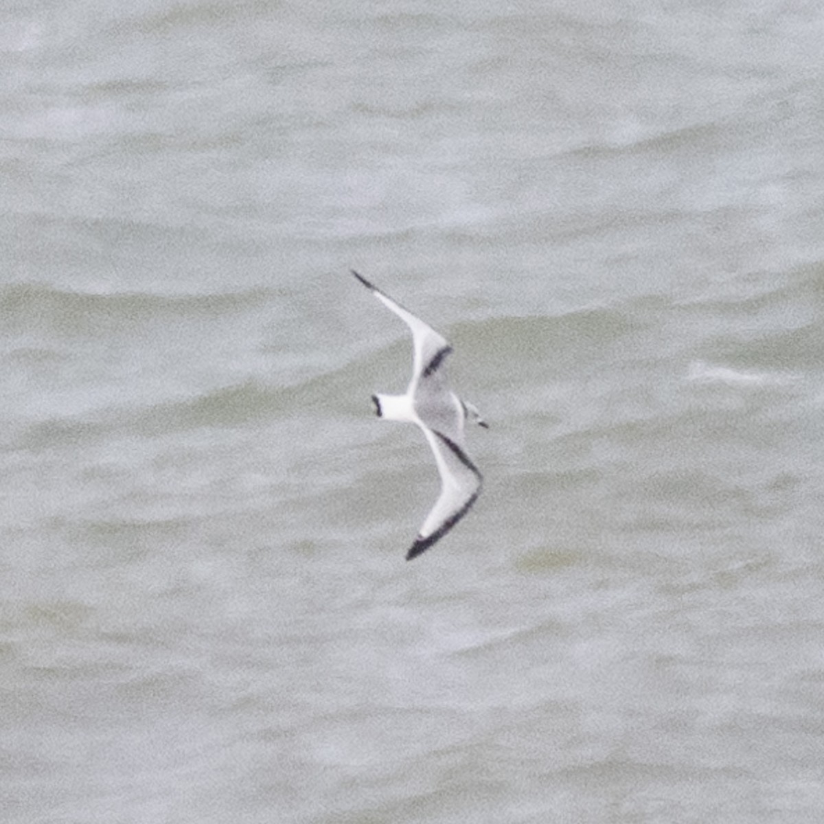 krykkje - ML644695975