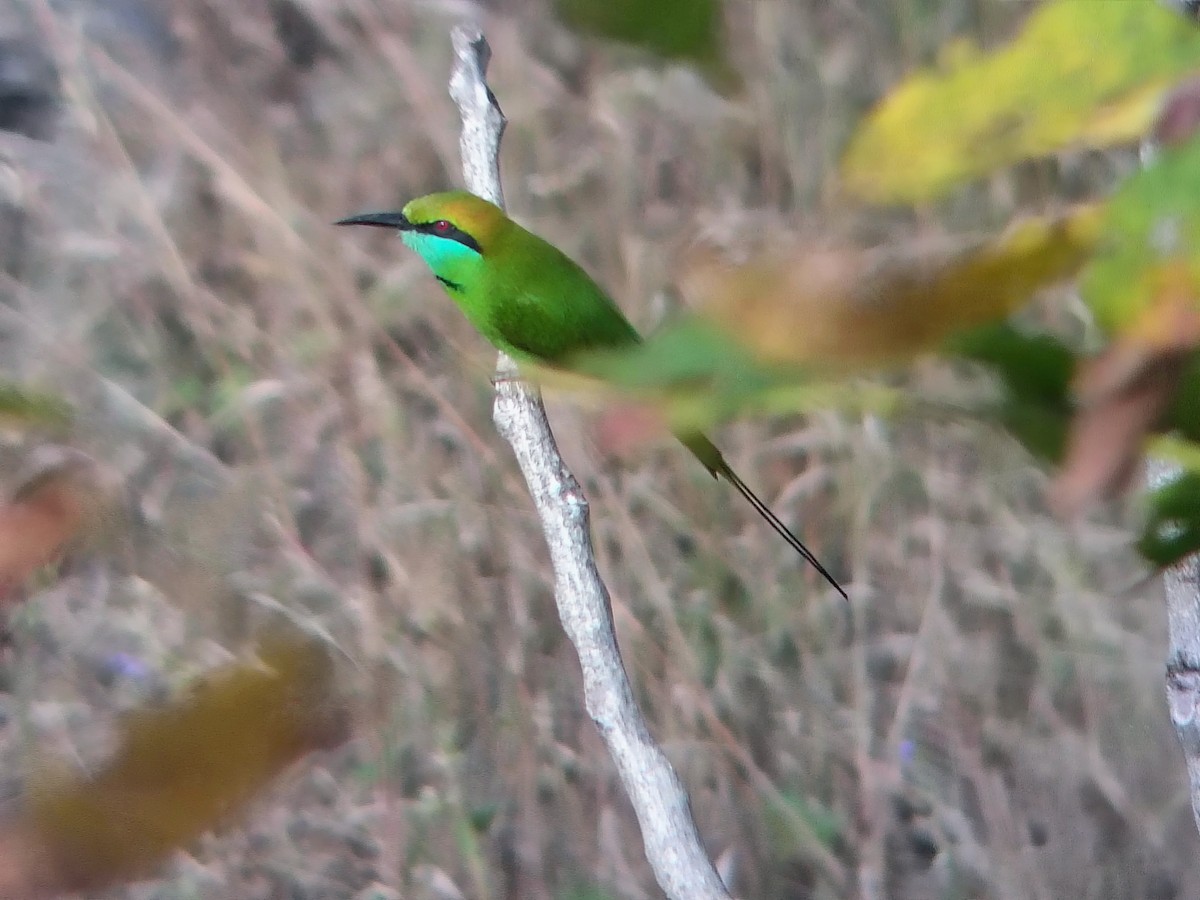 Asian Green Bee-eater - ML644695987