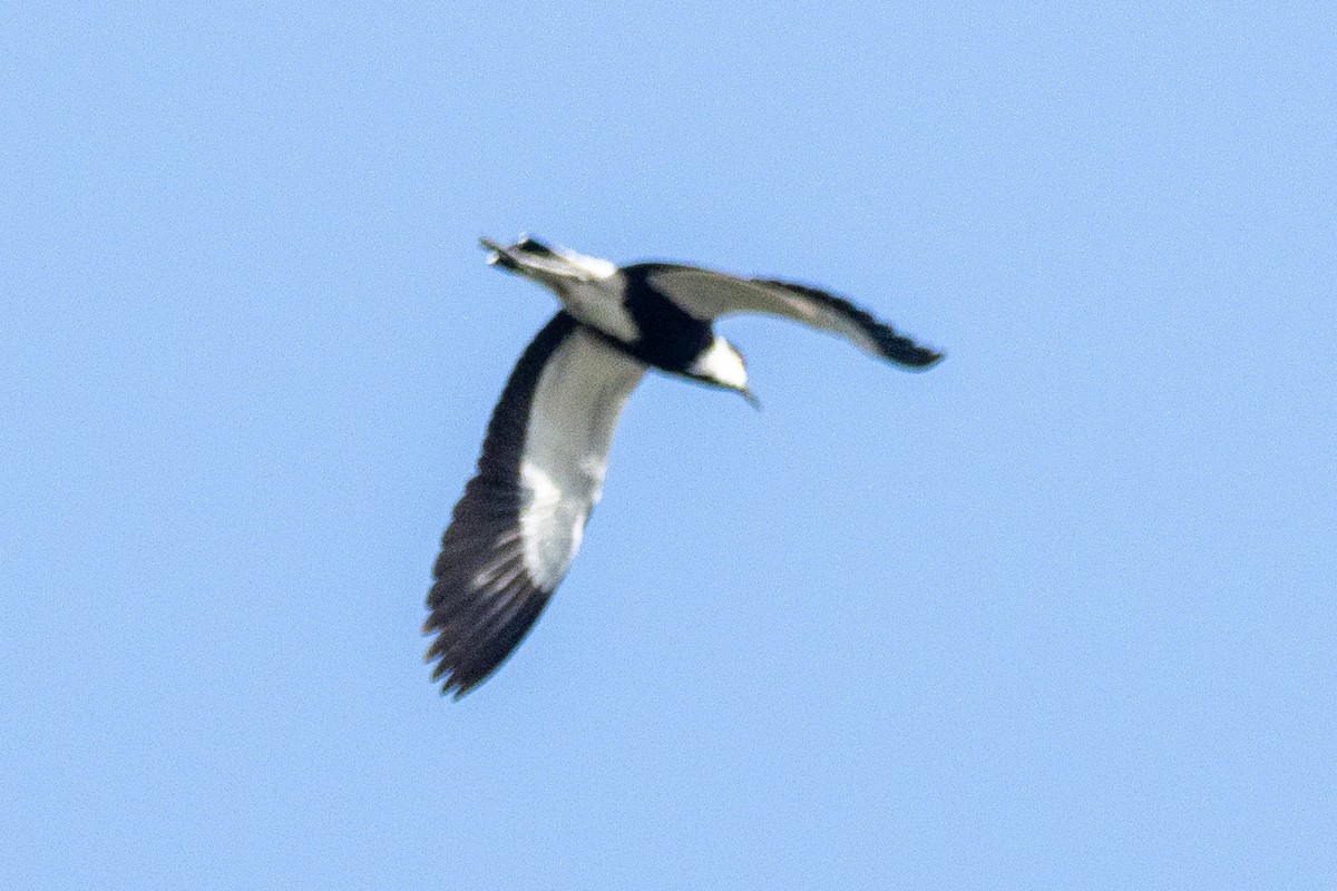 Vanneau à éperons - ML644695990