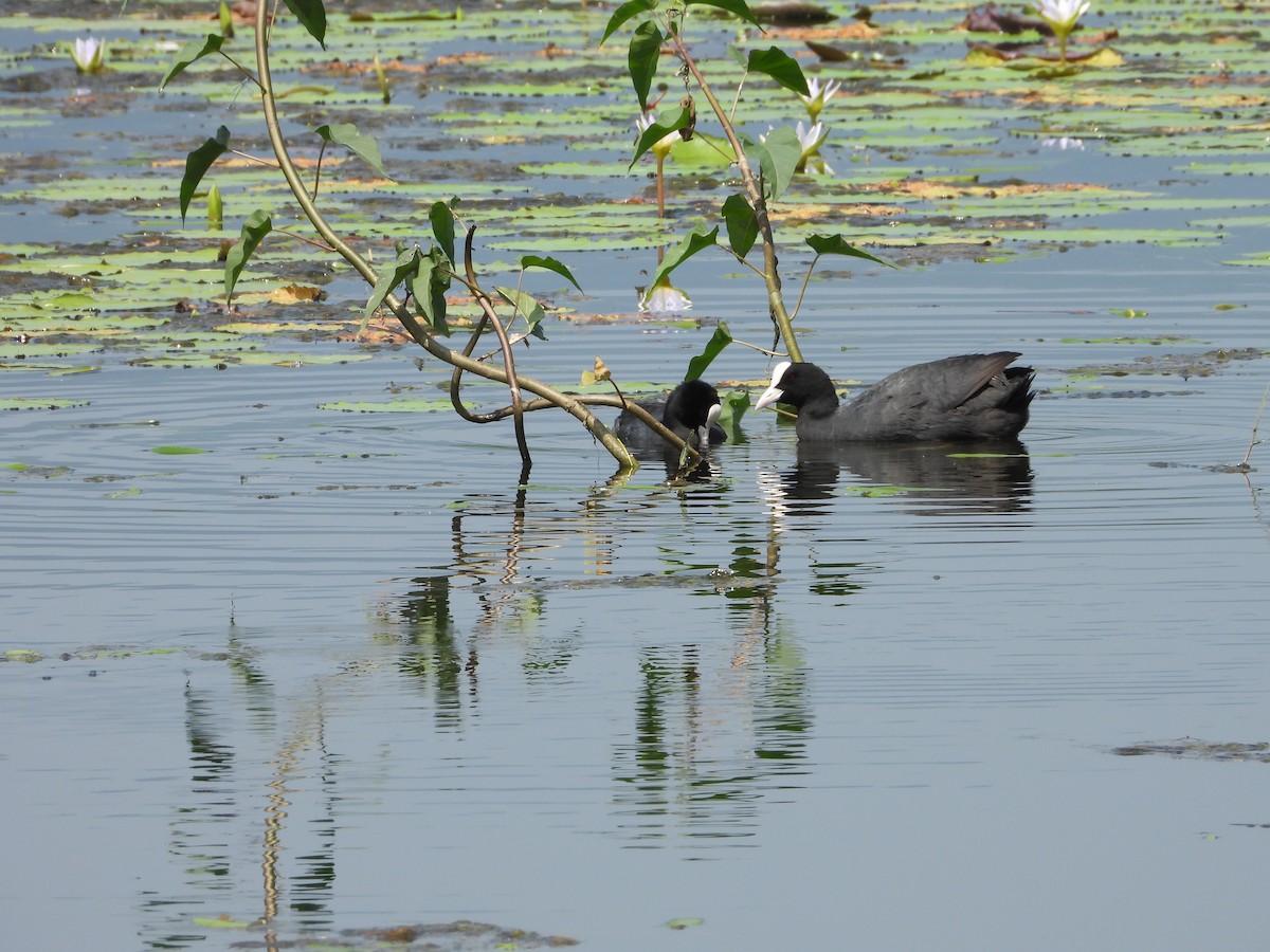 Eurasian Coot - ML644695993