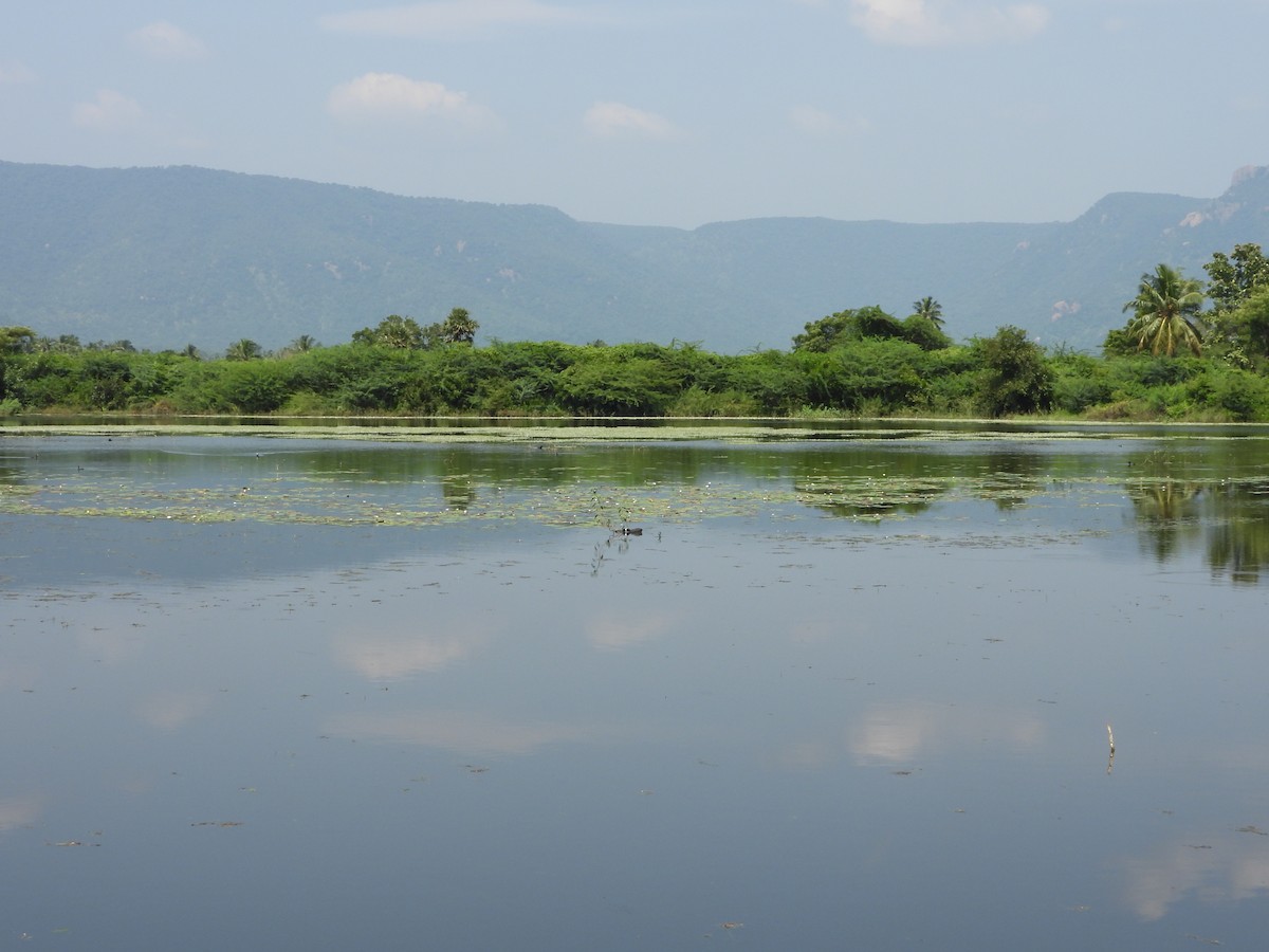 Eurasian Coot - ML644695994