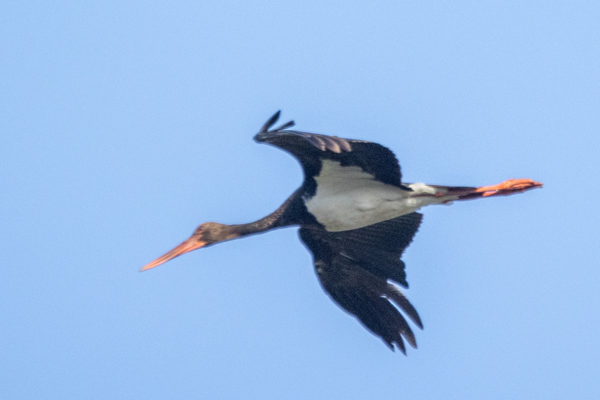 Schwarzstorch - ML644695999