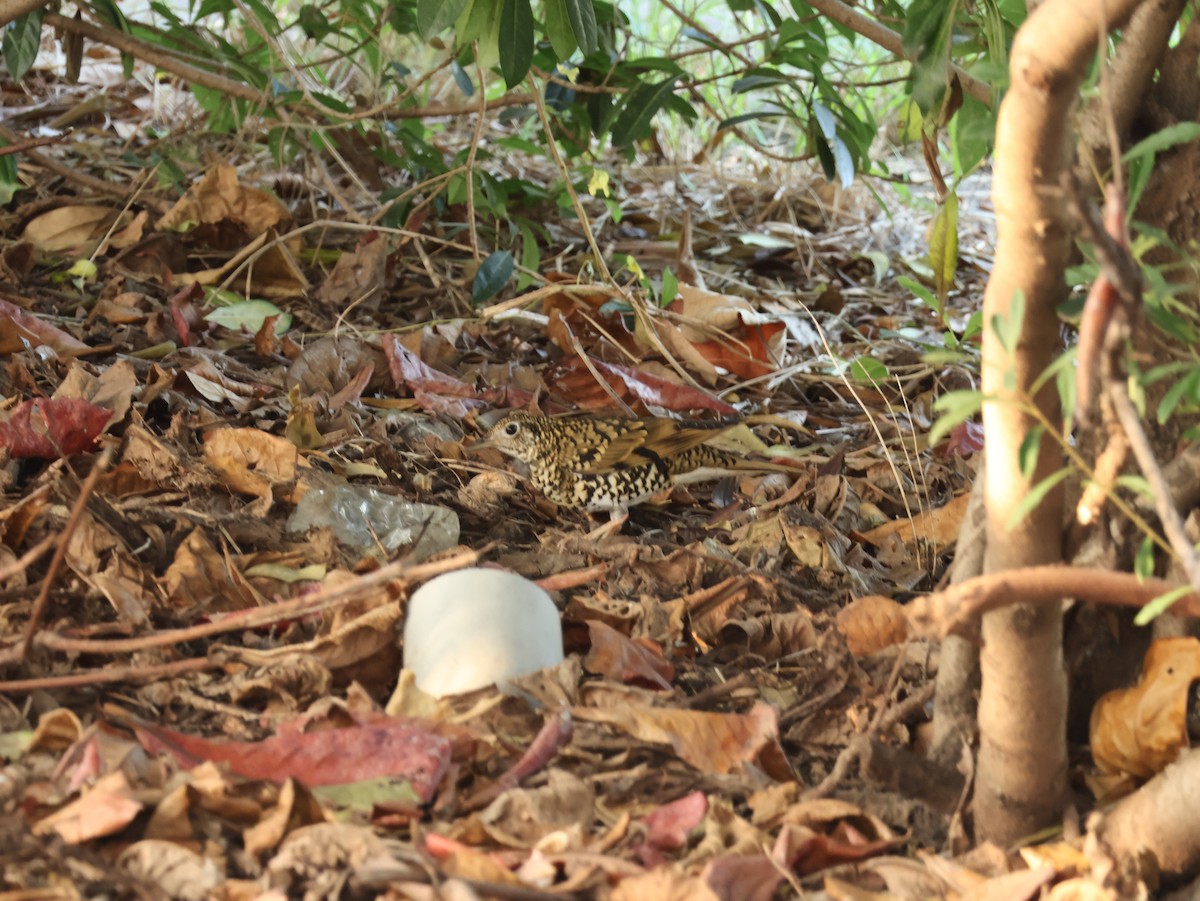 White's Thrush - ML644696000