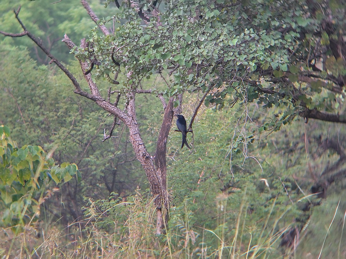 Black Drongo - ML644696007