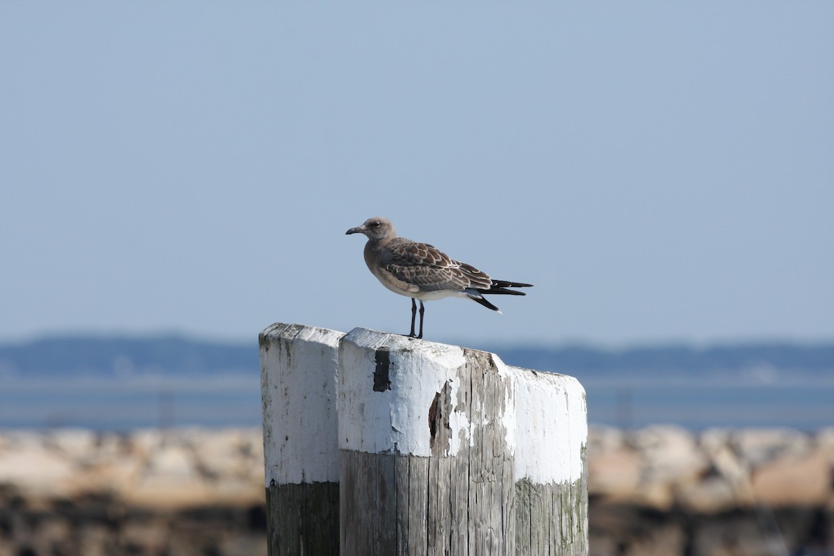 Gabbiano sghignazzante - ML644696013