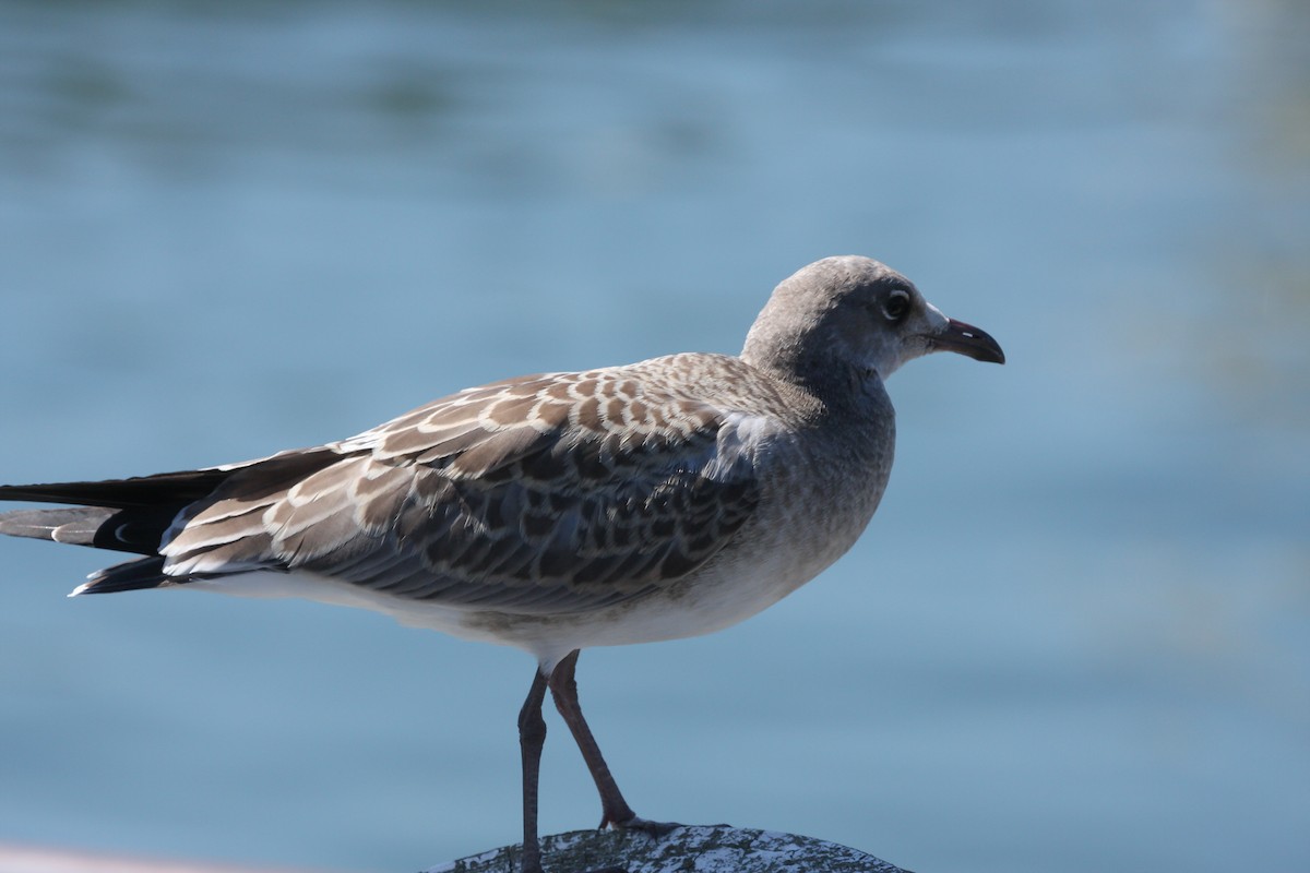 Gabbiano sghignazzante - ML644696014