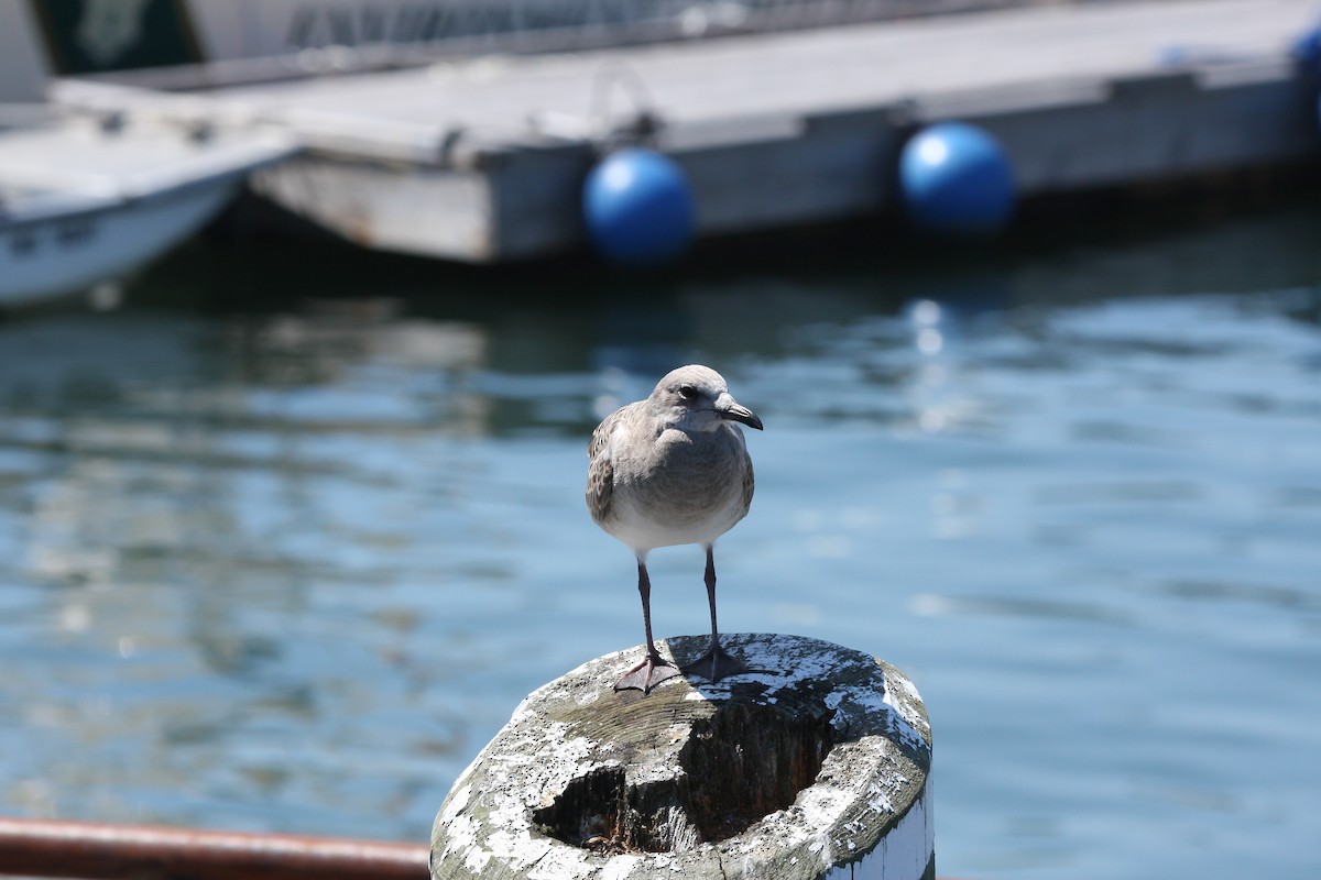 Gabbiano sghignazzante - ML644696015