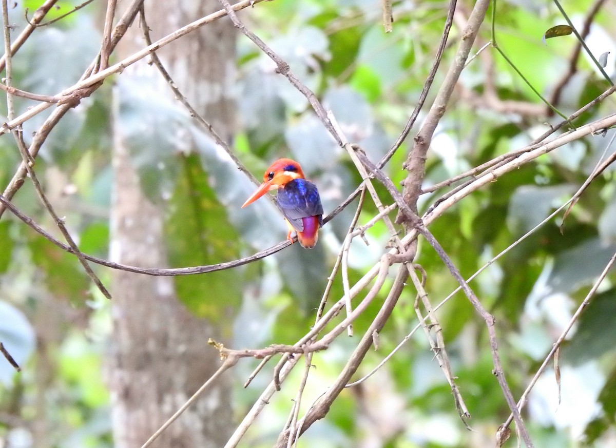 Black-backed Dwarf-Kingfisher - ML644696023