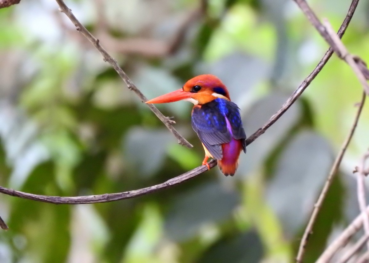 Black-backed Dwarf-Kingfisher - ML644696024