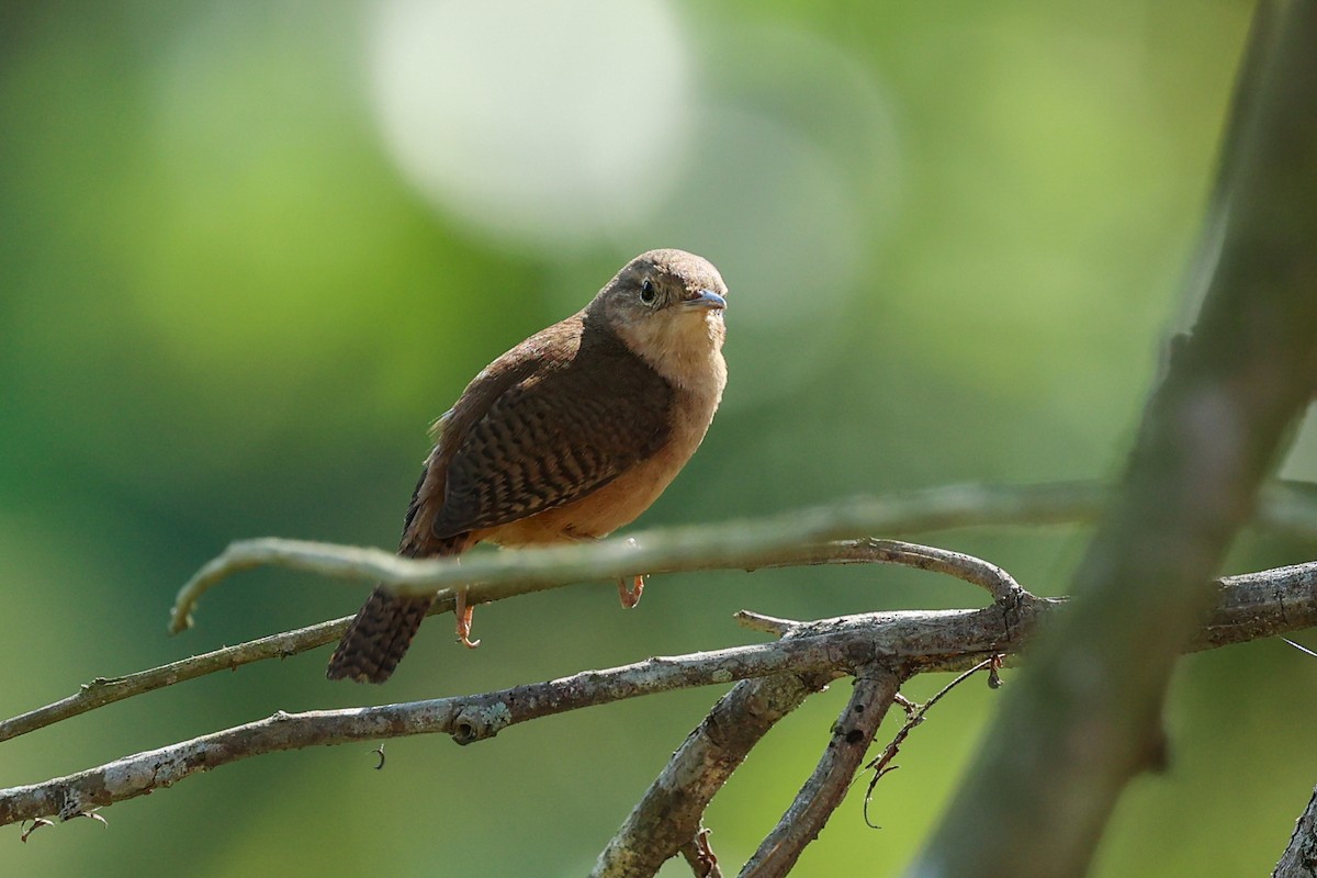Southern House Wren (cis-Andean) - ML644696036