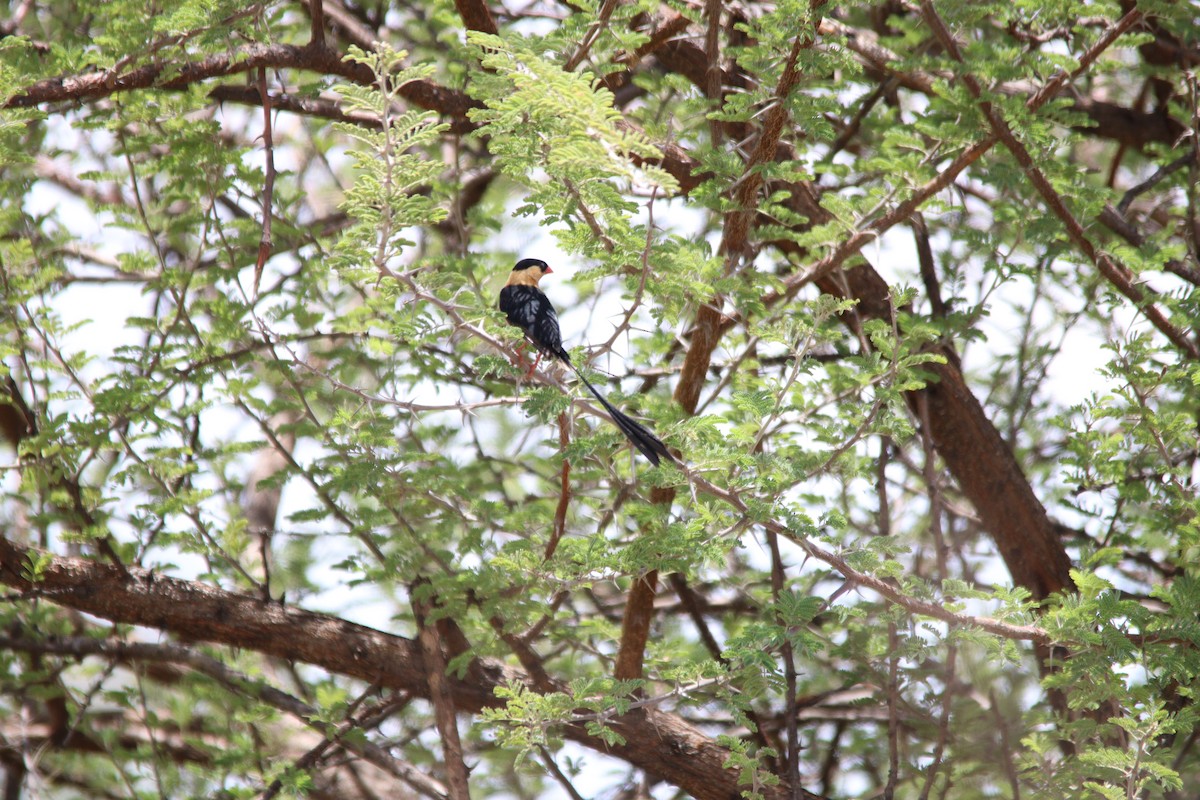 Shaft-tailed Whydah - ML644696039