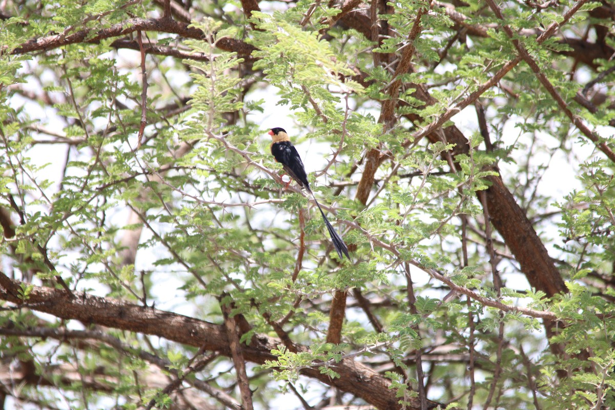 Shaft-tailed Whydah - ML644696040