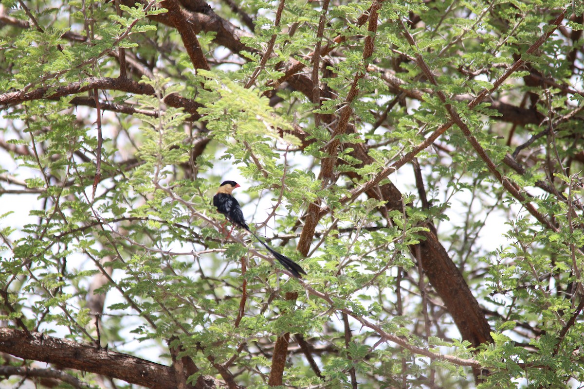 Shaft-tailed Whydah - ML644696041