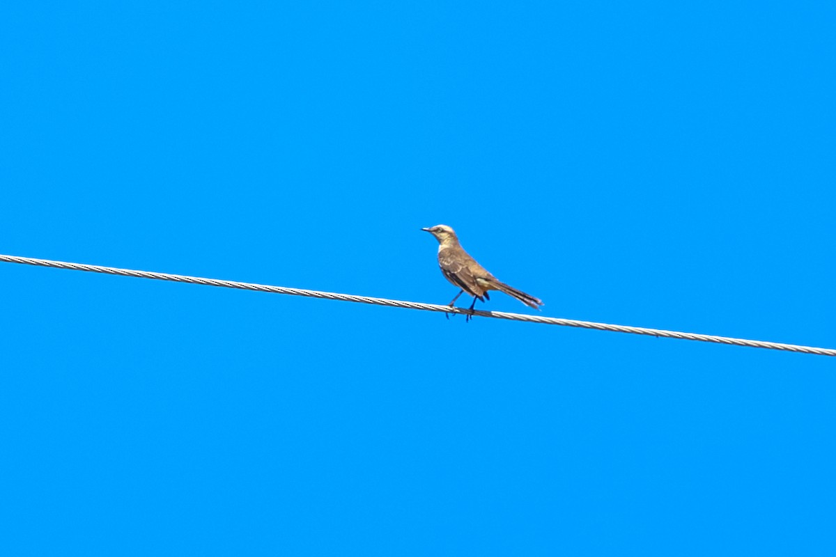 Пересмішник білобровий - ML644696042