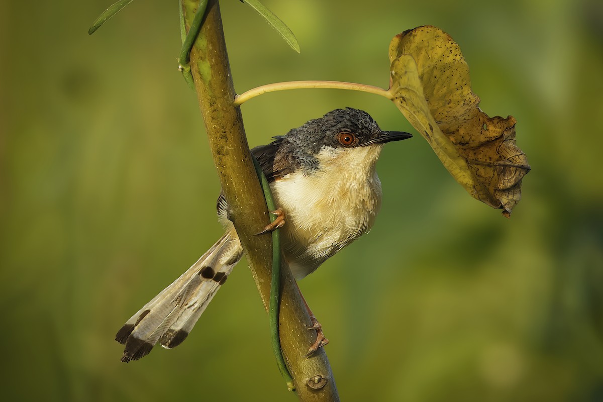 Ashy Prinia - ML644696048