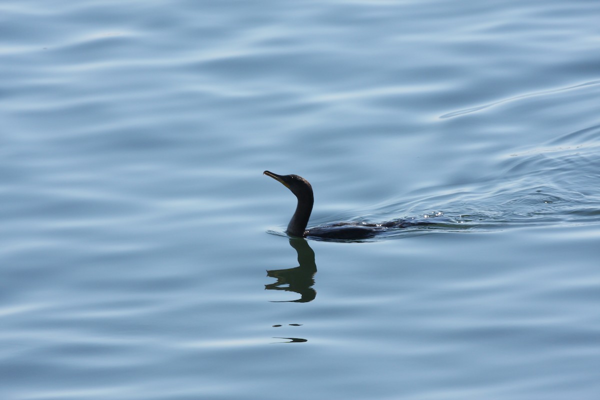 Cormoran à aigrettes - ML644696049
