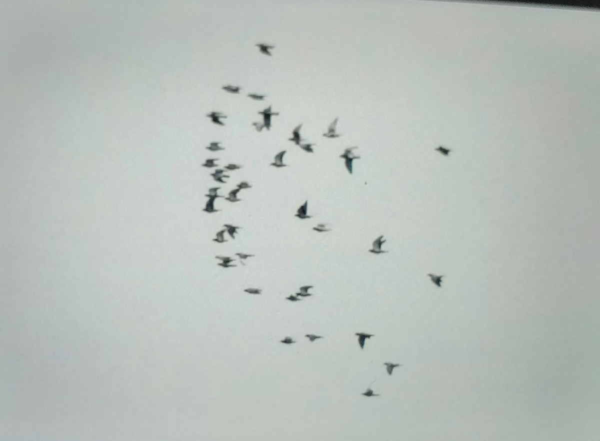 Felsentaube (Straßentaube) - ML644696050