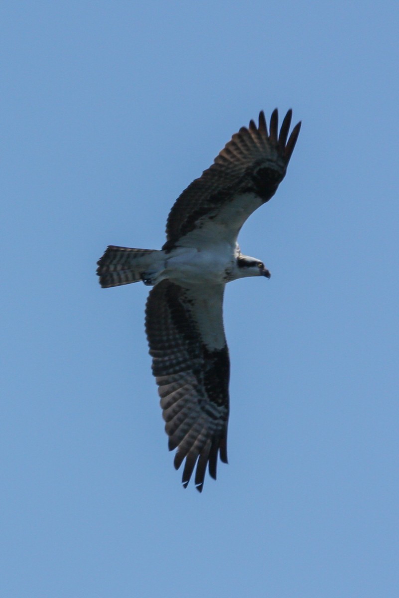 Osprey - ML644696065