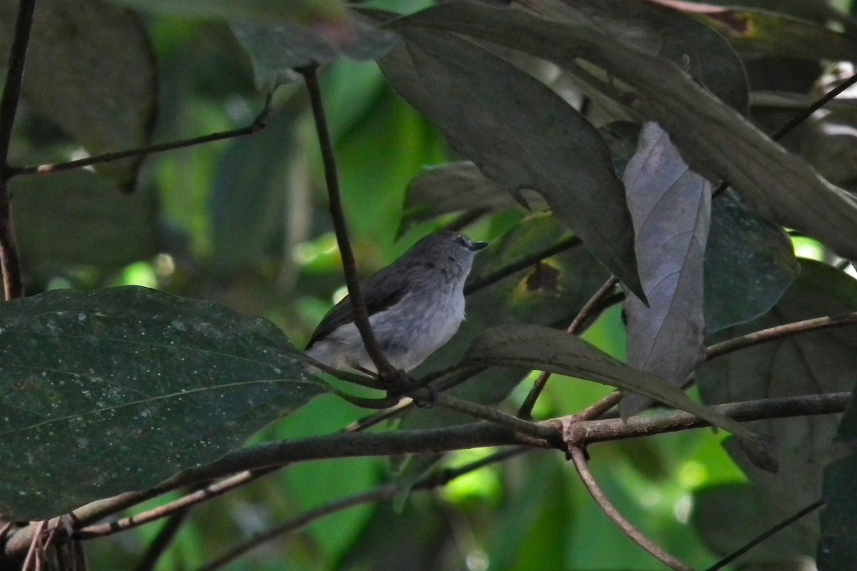 チャイロセンニョムシクイ - ML644696079