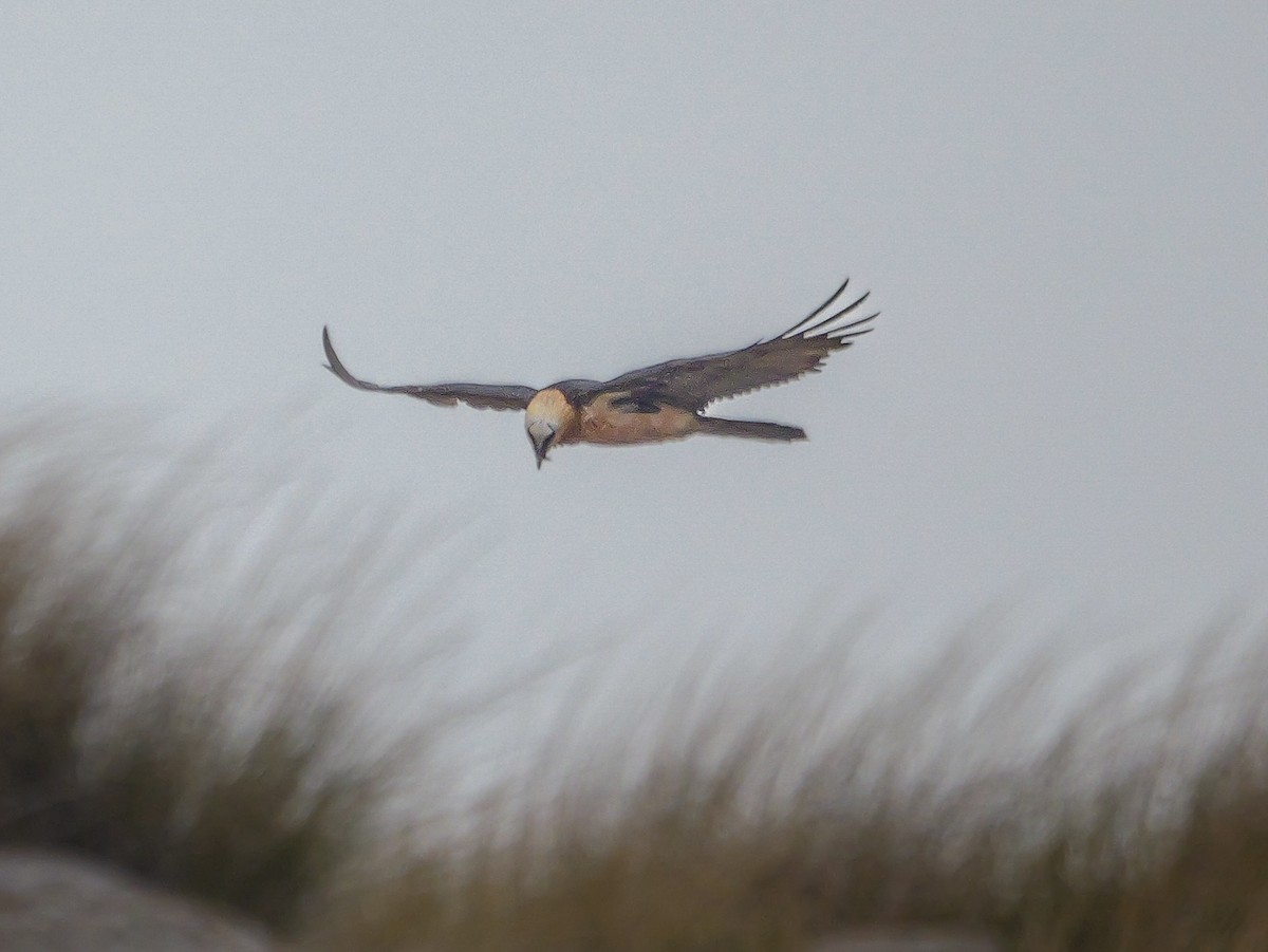Bearded Vulture - ML644696080
