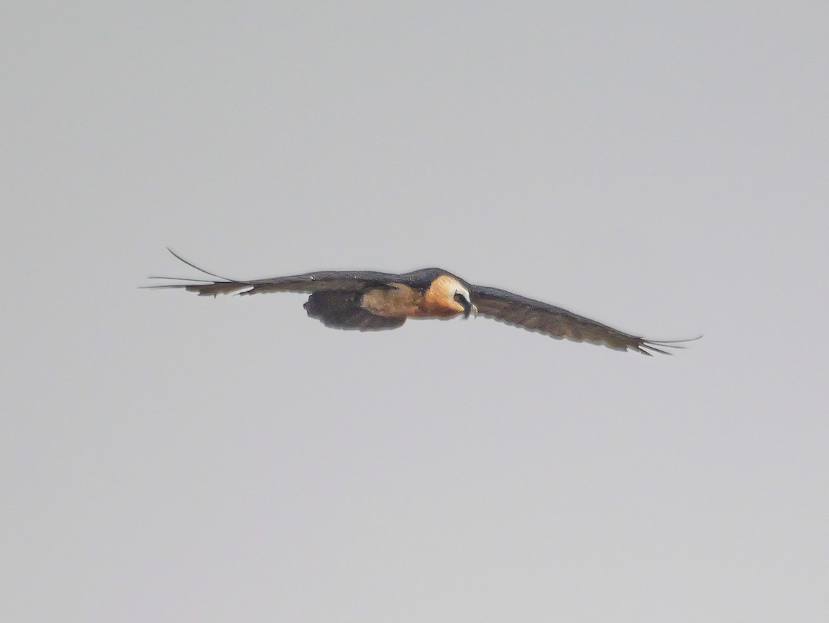 Bearded Vulture - ML644696081