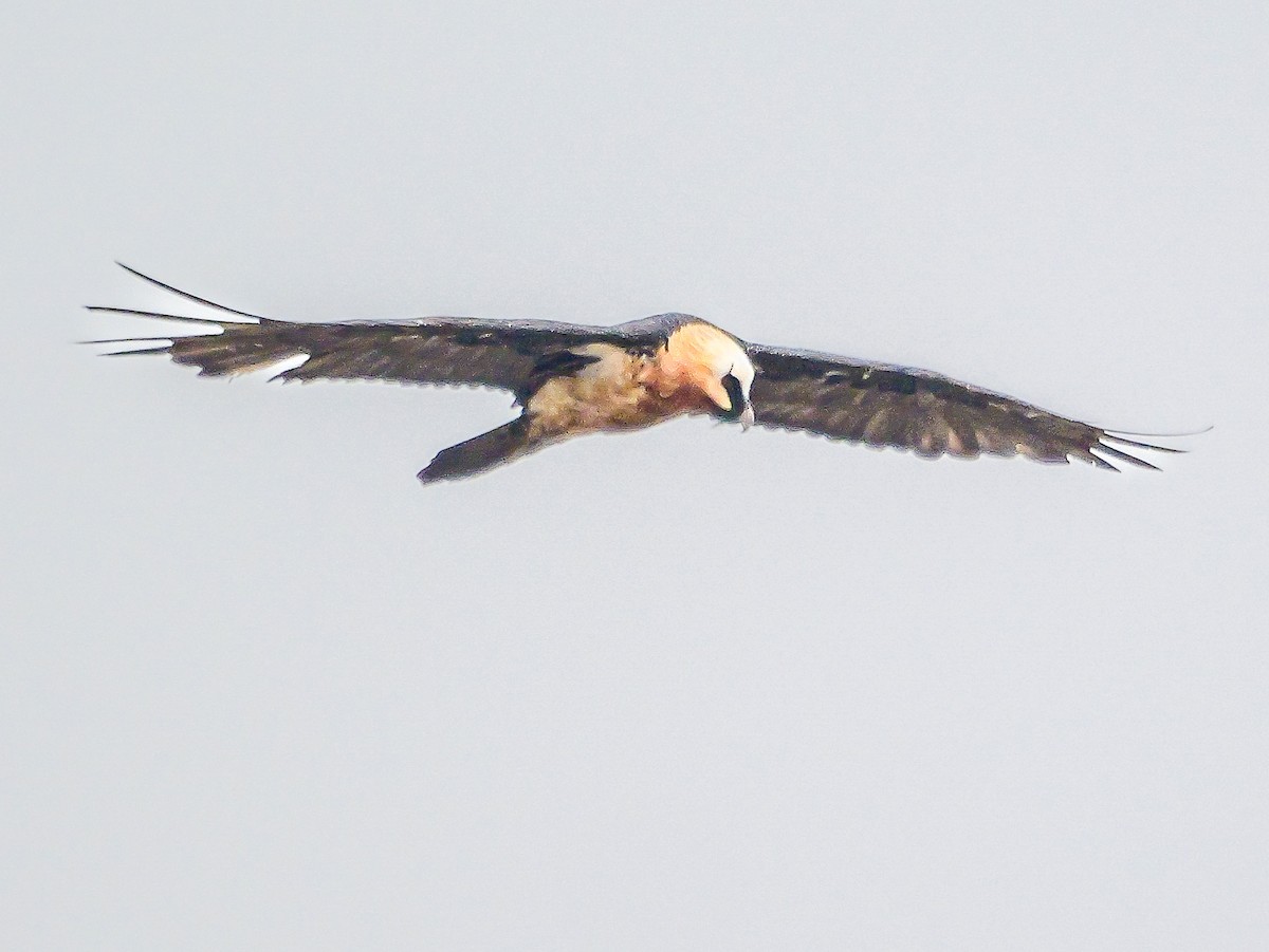 Bearded Vulture - ML644696083