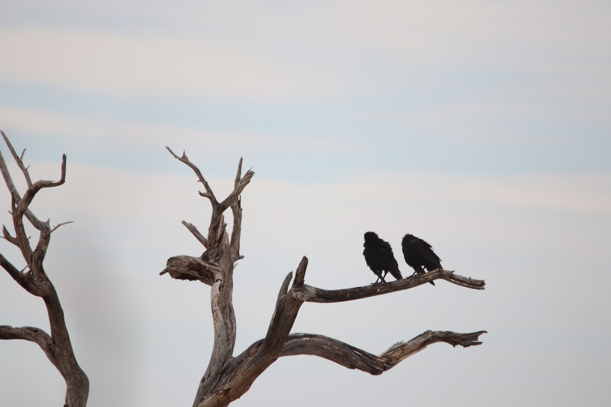 smalnebbkråke - ML644696094