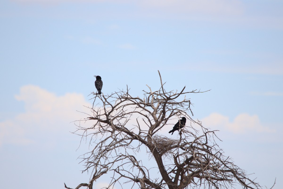 smalnebbkråke - ML644696095