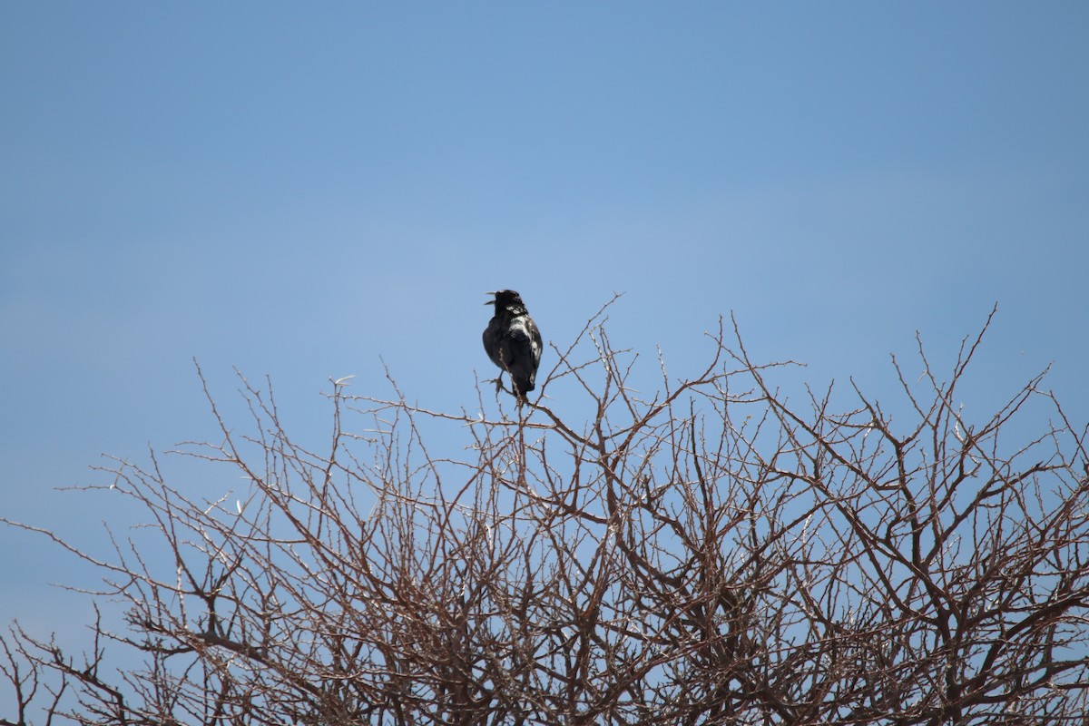 Cape Crow - ML644696096