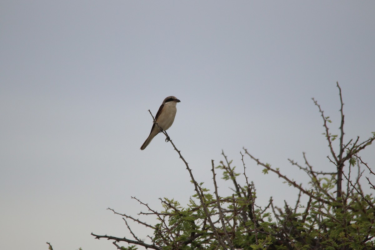 Lesser Gray Shrike - ML644696099