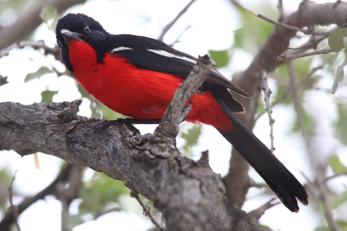 Crimson-breasted Gonolek - ML644696101