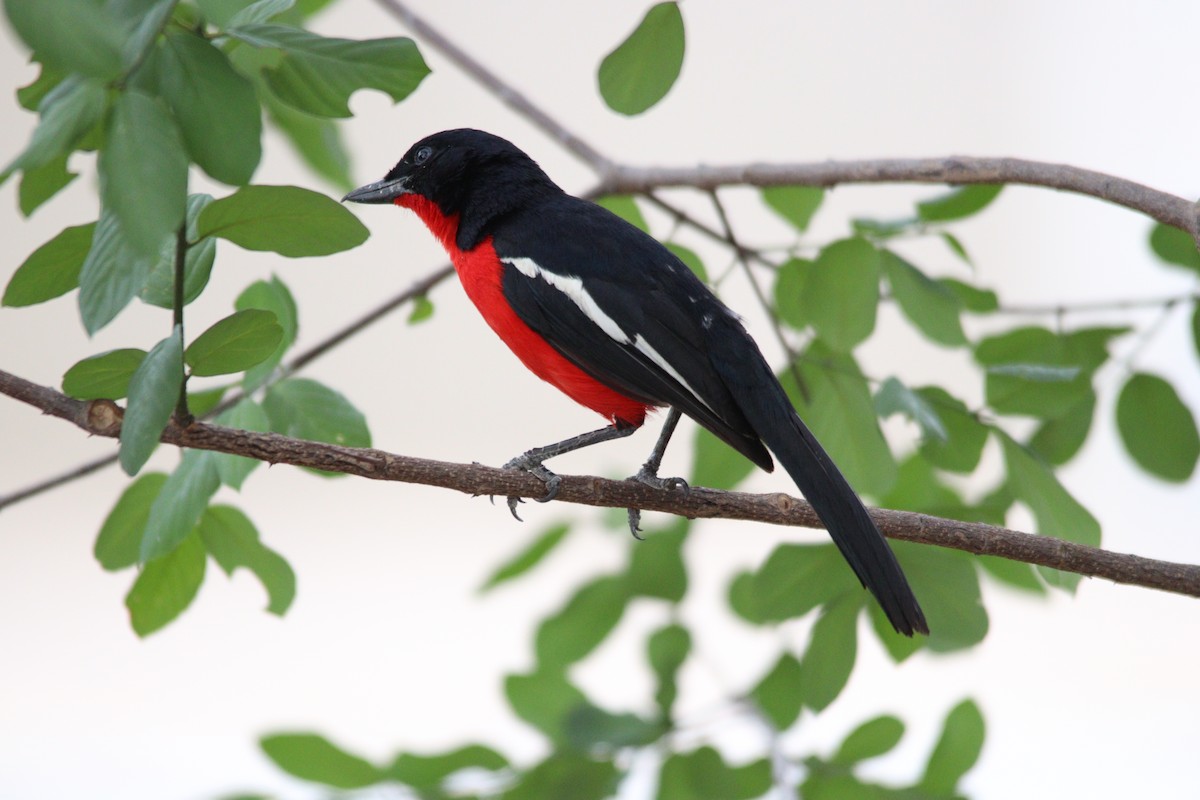 Crimson-breasted Gonolek - ML644696102