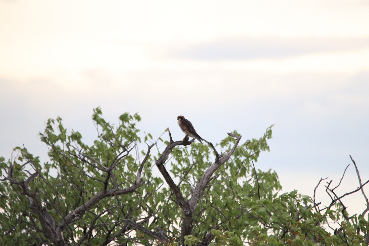 Zuhaitz-belatz eurasiarra - ML644696114