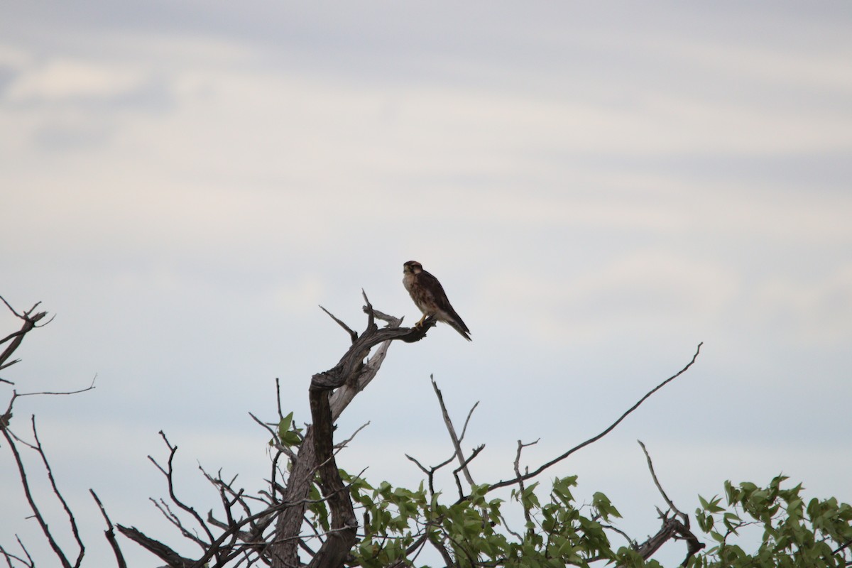 Zuhaitz-belatz eurasiarra - ML644696115